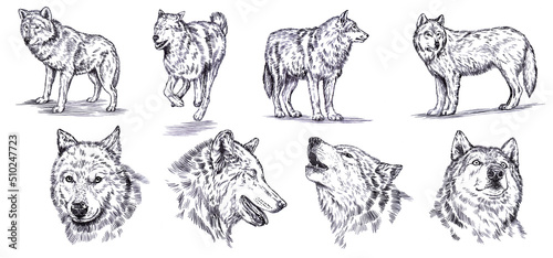 black and white set engrave ink draw isolated wolf set
