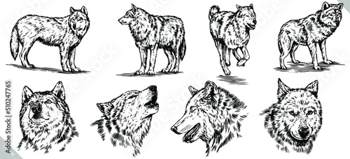 black and white set engrave ink draw isolated wolf vector set
