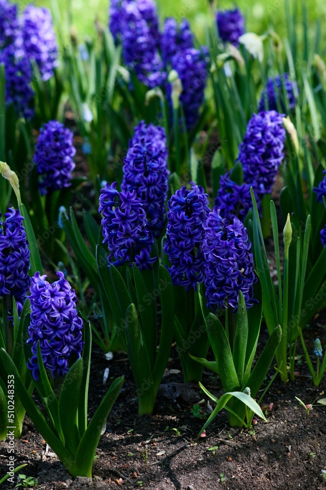 Obraz premium blue and purple