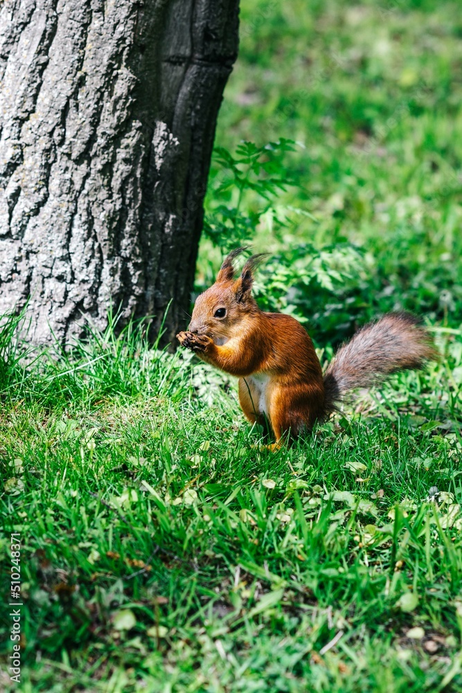 squirrel in the forest squirrel in the forest