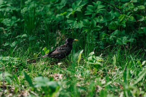 bird in the grass