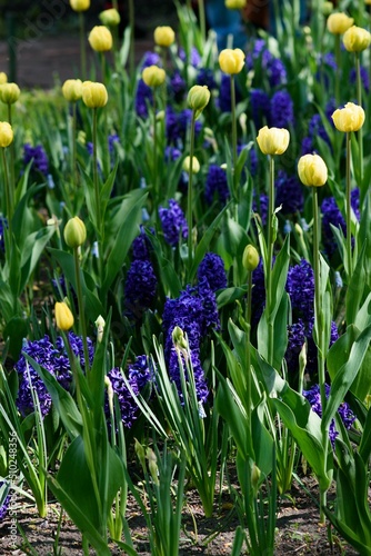 flowers in the garden