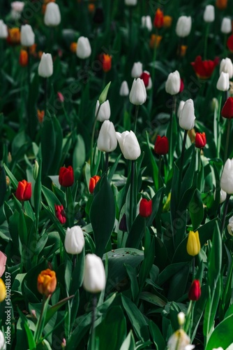 red and yellow tulips