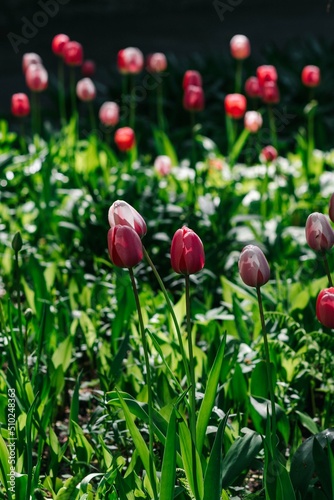Tulips 