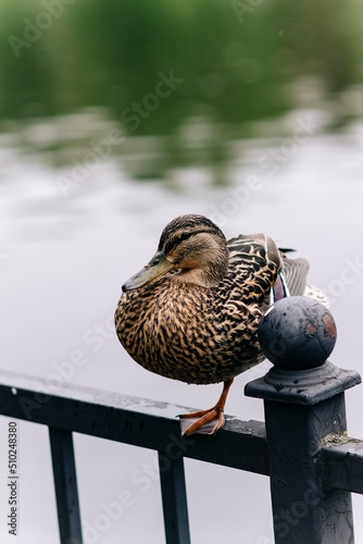 duck on the water