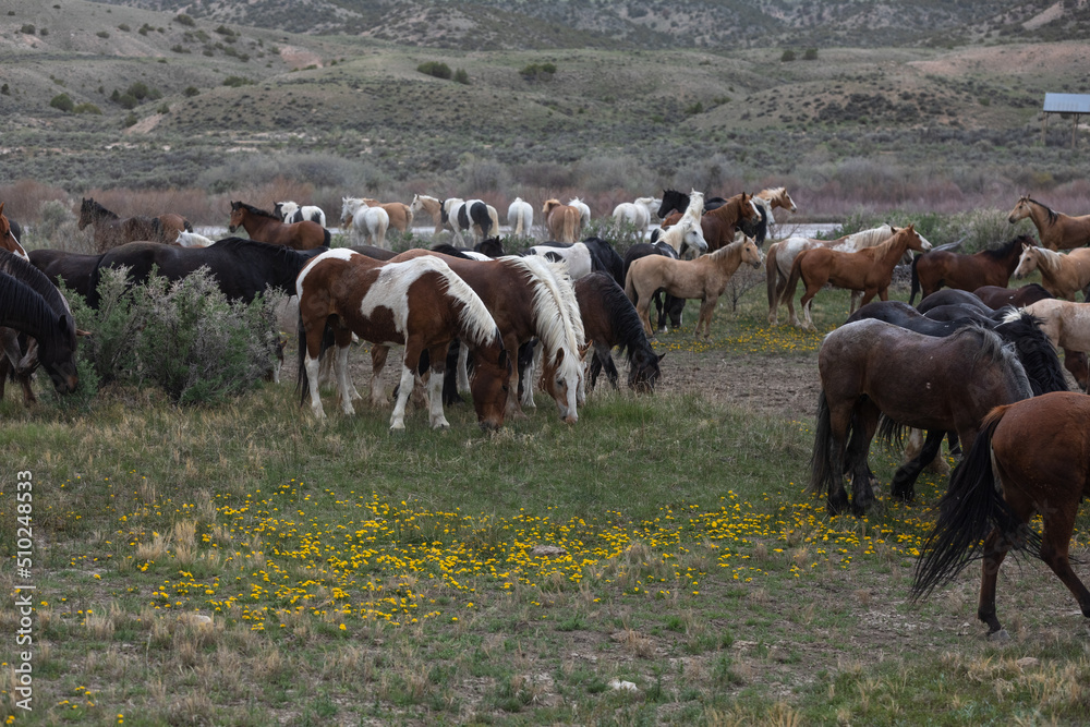 Herd of western ranch horses in the spring. Herd of western ranch horses in the spring.