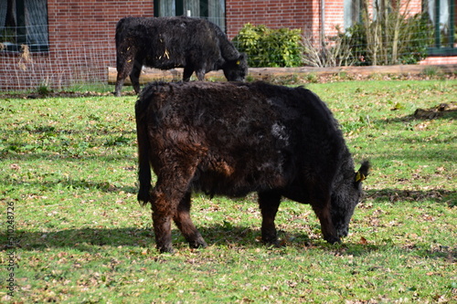 Rind im Frühling im Dorf Benzen, Niedersachsen photo