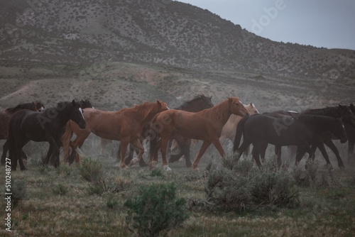 Herd of western ranch horses in the spring.