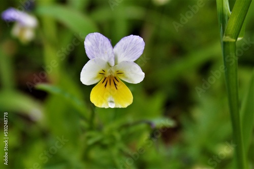 white and yellow flowers