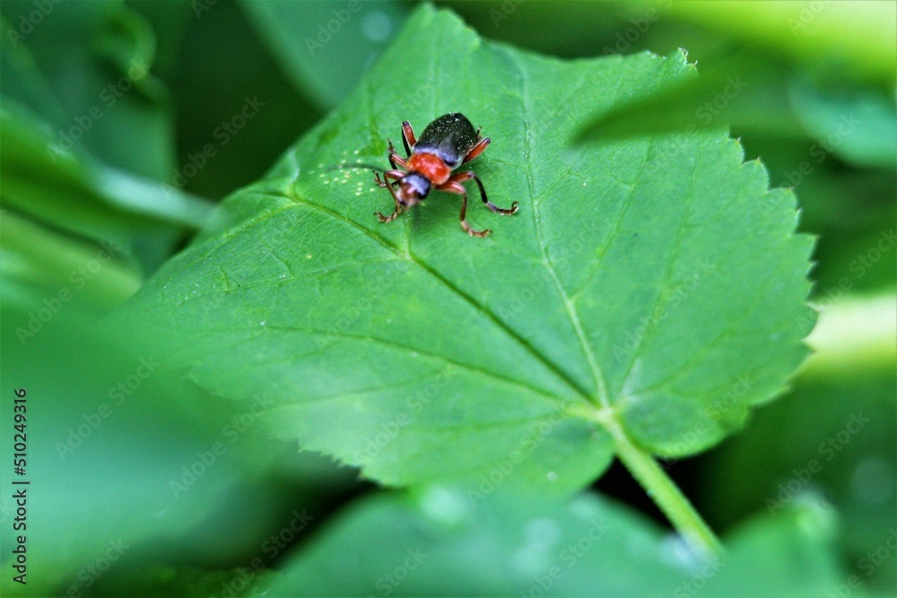 bug on leaf bug on leaf