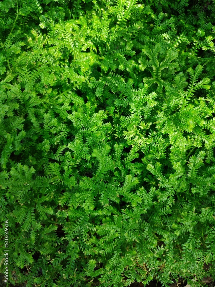 Small leaf fern. Green background with green tropical leaves Small leaf fern. Green background with green tropical leaves