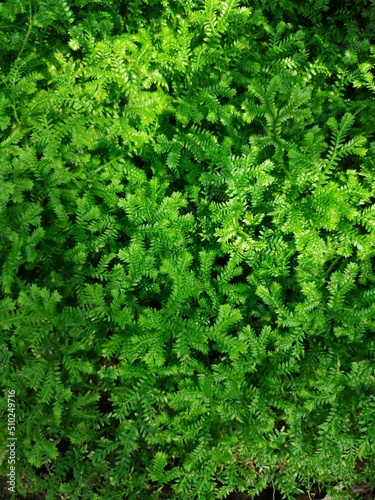 Small leaf fern. Green background with green tropical leaves