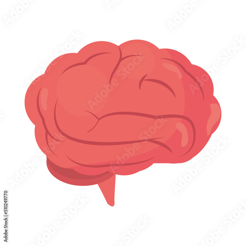 human brain organ