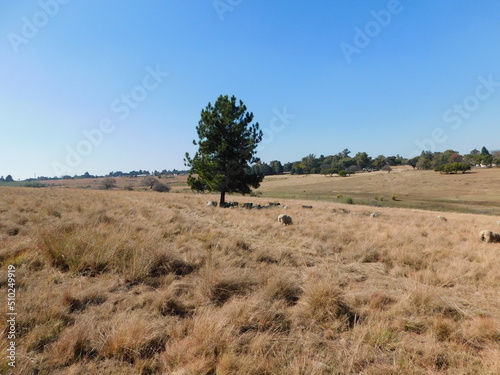 Winter's grassland landscape photo with brown grasses, hilltops, Pine Trees and a clear blue sky