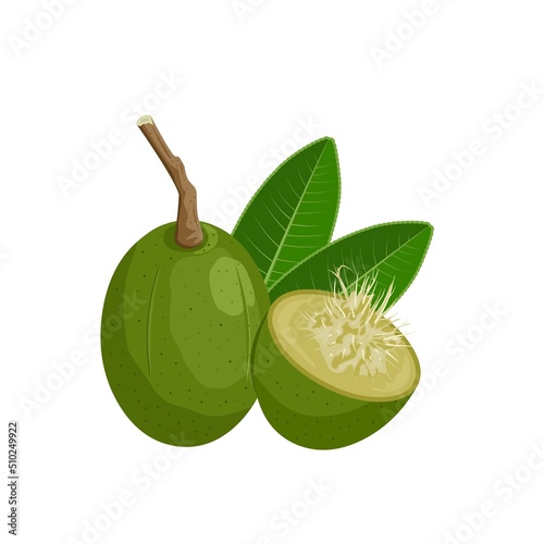 Vector illustration of Ambarella or Spondias dulcis, with green leaves, isolated on white background. photo