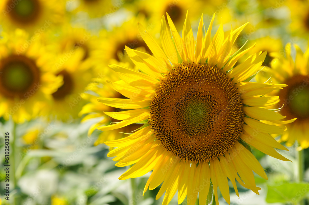 Sunflower, ひまわり