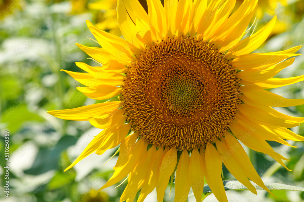 Sunflower, ひまわり