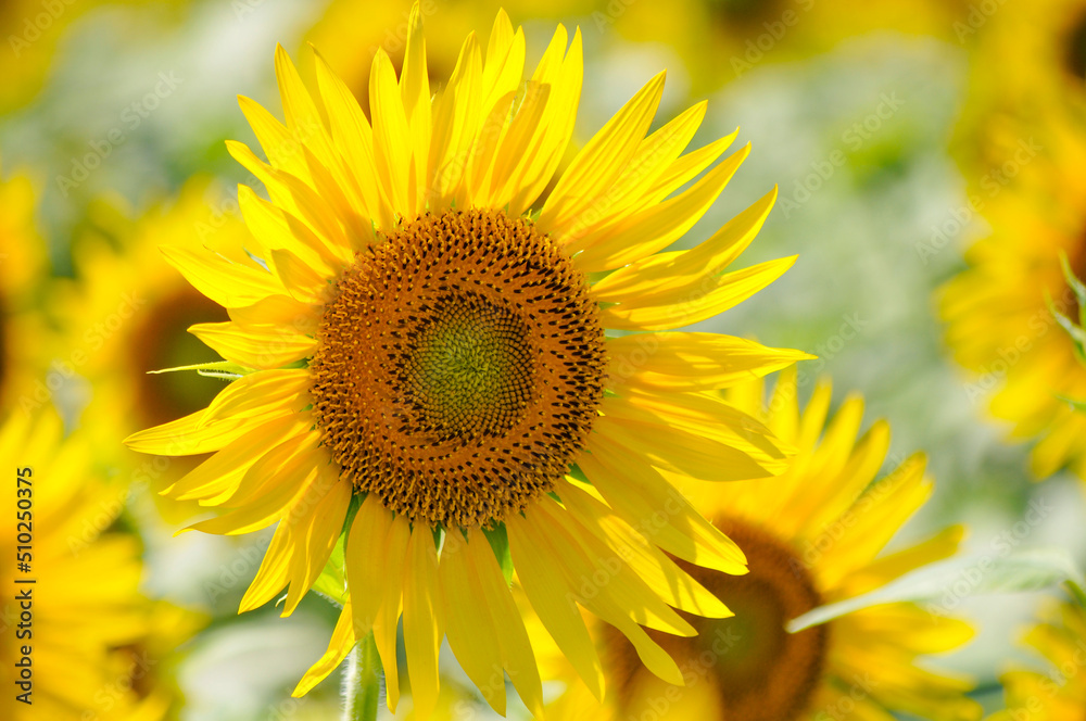 Sunflower, ひまわり