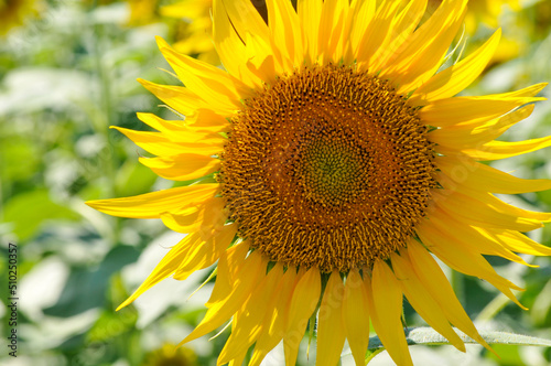 Sunflower              