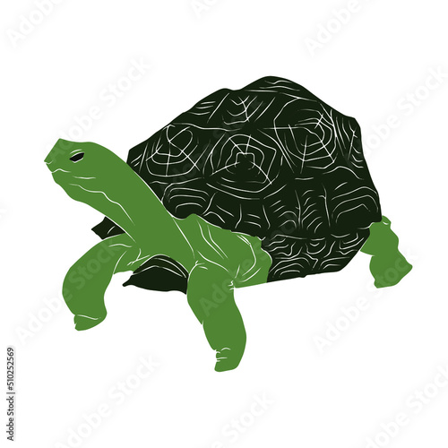 Illustration:Beautiful turtle image, used in general work