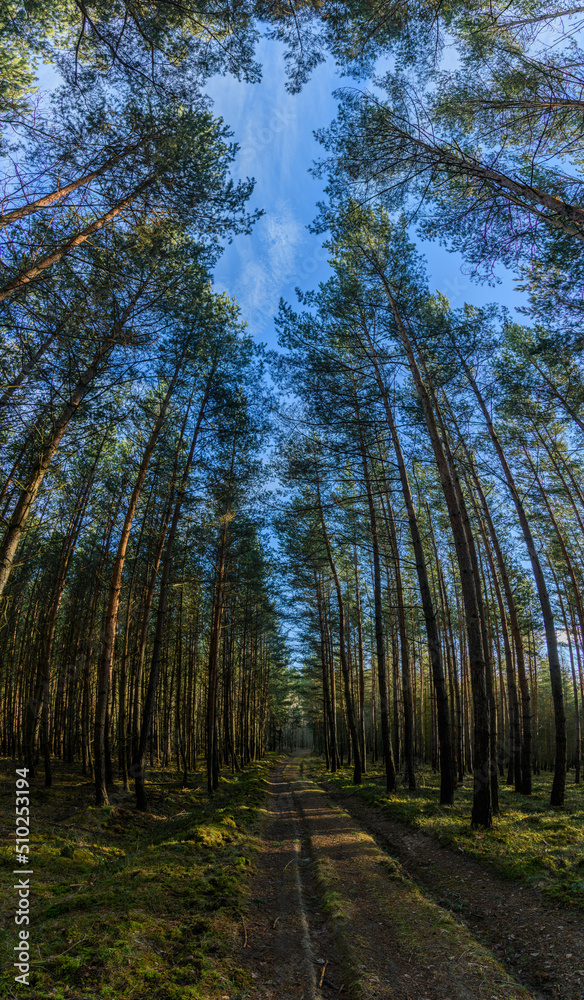 forest path wide angle view with sky through trees forest path wide angle view with sky through trees