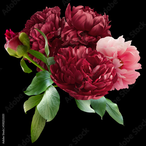 Fototapeta Naklejka Na Ścianę i Meble -  Pink and red peony isolated on black background. Floral arrangement, bouquet of garden flowers. Can be used for invitations, greeting, wedding card.
