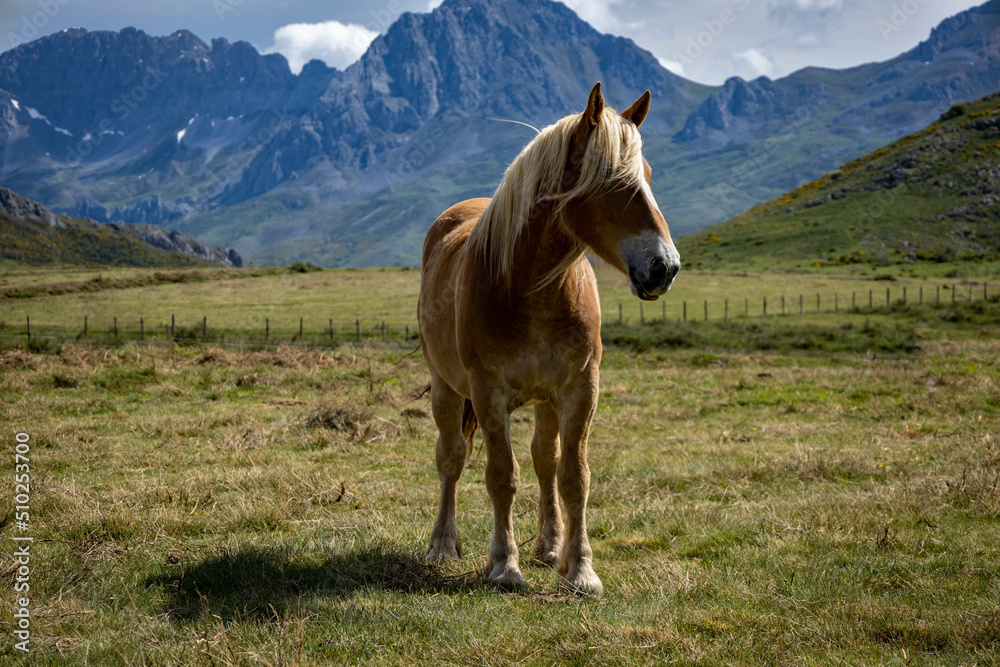 Beautiful specimen of horse of the Pyrenees. Horse with blond manes next to the mountains.