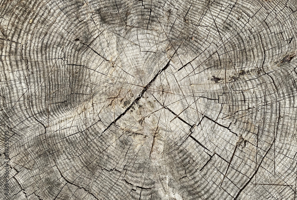 Fototapeta premium tree stump background. close up tree rings.