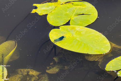 Dragonfly on a pond rose leaf