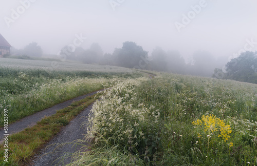 Felder am Weg im Morgetau photo