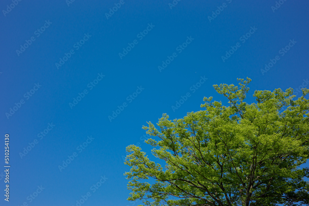 Obraz premium 新緑と青空