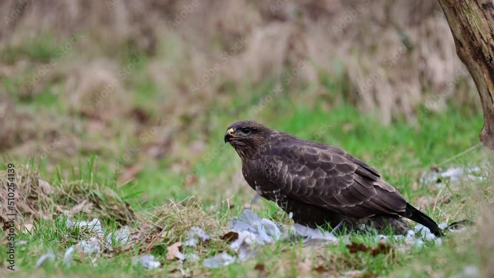 Common buzzard sitting in a forest meadow eating a dead wood pigeon, winter, north rhine westphalia, birds of prey, (buteo buteo), germany Common buzzard sitting in a forest meadow eating a dead wood pigeon, winter, north rhine westphalia, birds of prey, (buteo buteo), germany