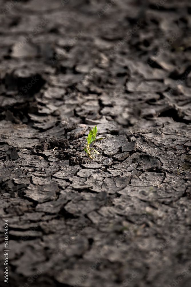green sprout on the ground green sprout on the ground