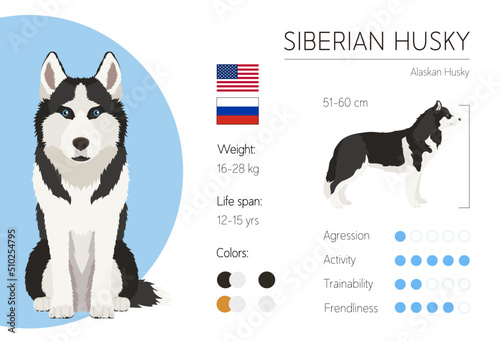 Husky. Dog Breed characteristics. Information. Vector design template. 
