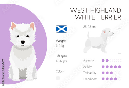 Принти на полотні West Highland White Terrier