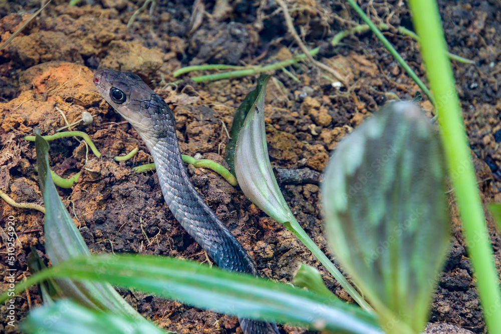 the keeled rat snake (Ptyas carinata) is a species of colubrid snake. They are probably opportunistic predators on a variety of prey. the keeled rat snake (Ptyas carinata) is a species of colubrid snake. They are probably opportunistic predators on a variety of prey.