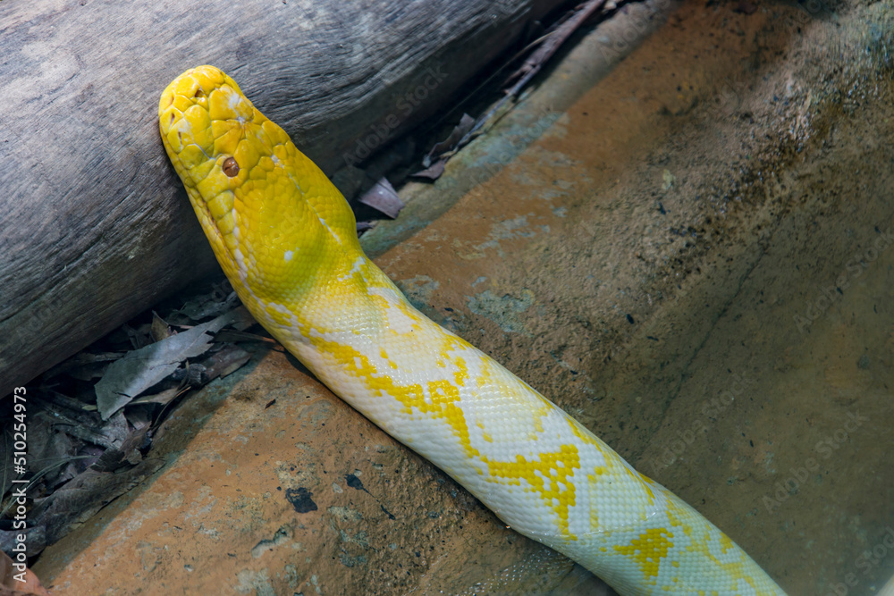 The albino Reticulated python (Malayopython reticulatus). It is a ...