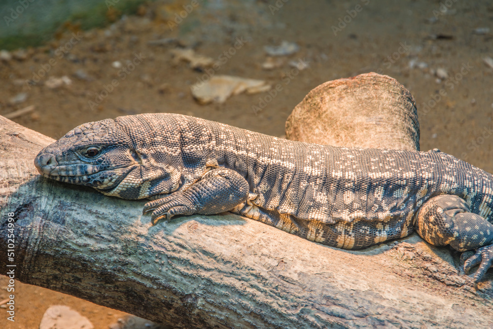 Fototapeta premium The Argentine black and white tegu (Salvator merianae) is a species of lizard in the family Teiidae. It is an omnivorous species which inhabits the tropical rain forests, savannas and semi-deserts.