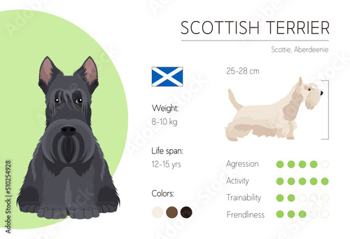 Scottish Terrier. Dog Breed characteristics. Information. Vector design template. 