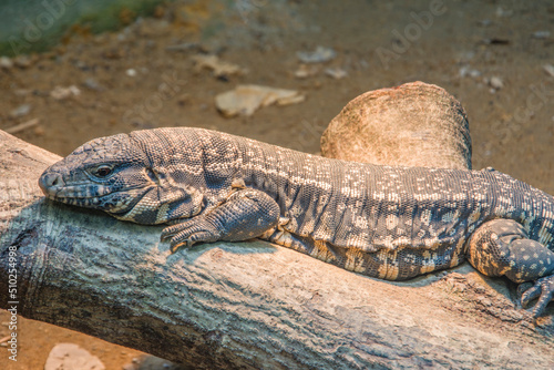 The Argentine black and white tegu (Salvator merianae) is a species of lizard in the family Teiidae. It is an omnivorous species which inhabits the tropical rain forests, savannas and semi-deserts. photo