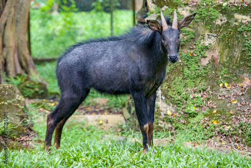 The mainland serow (Capricornis sumatraensis) is a serow species native to the Himalayas, Southeast Asia and China.
The animal has a mane that runs from the horns. 