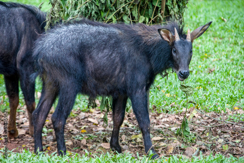 The mainland serow (Capricornis sumatraensis) is a serow species native to the Himalayas, Southeast Asia and China.
The animal has a mane that runs from the horns.  photo