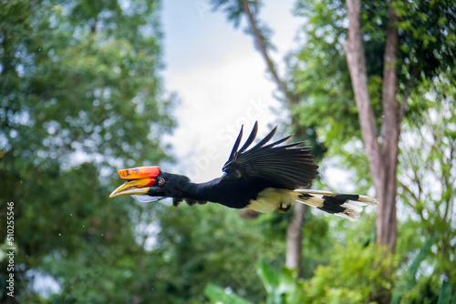 The flying rhinoceros hornbill (Buceros rhinoceros) is a large species of forest hornbill. It is the state bird of the Malaysian state of Sarawak and the country's national bird photo