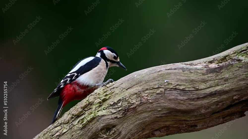 Great spotted woodpecker male sits on dead tree trunk and pecks at hazelnut, woodpecker forge, winter, north rhine westphalia, (dendrocopos major), germany Great spotted woodpecker male sits on dead tree trunk and pecks at hazelnut, woodpecker forge, winter, north rhine westphalia, (dendrocopos major), germany