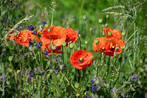 Blooming red poppies and sunny summer meadow 