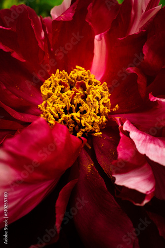 red and yellow dahlia