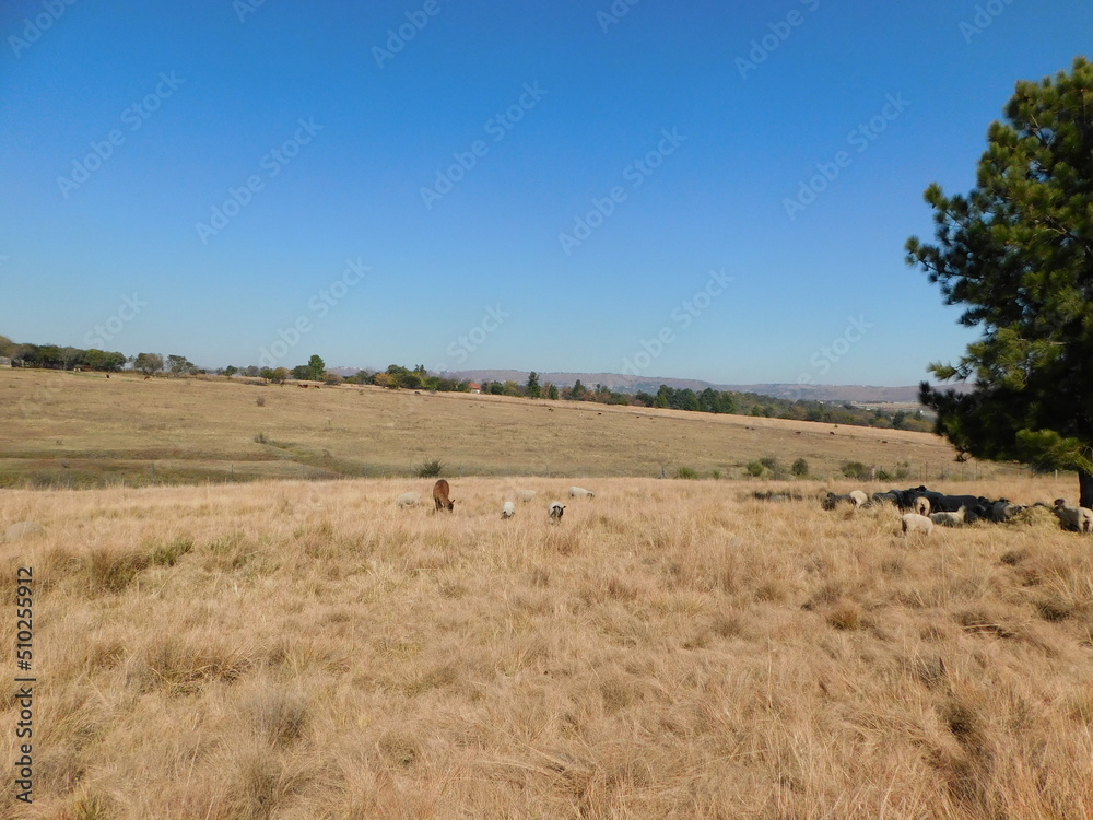 A winter's grassland landscape with brown, gold and green long grasses, rows of green trees on the hilltop horizon under a clear blue sky in Gauteng, South Africa