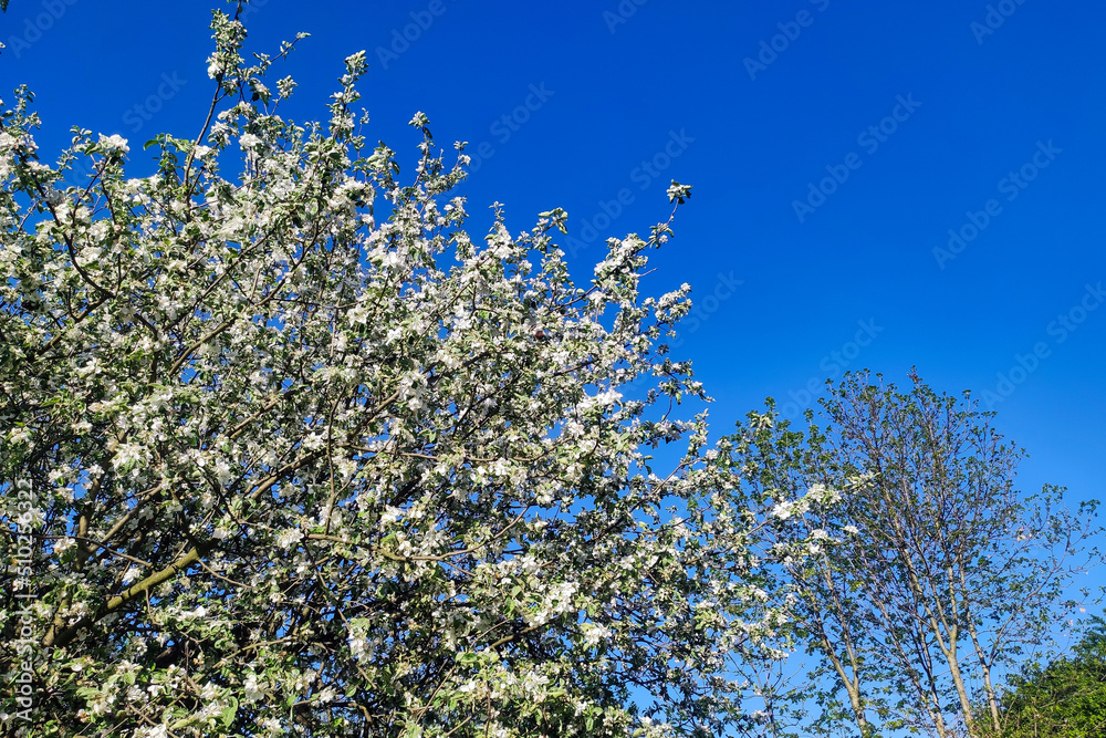 Blooming apple tree in spring time. Apple blossom with white flower Blooming apple tree in spring time. Apple blossom with white flower
