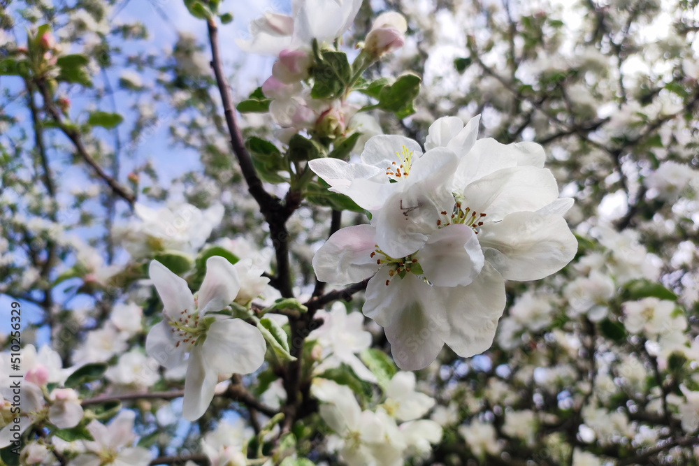 Blooming apple tree in spring time.  Apple blossom with white flower