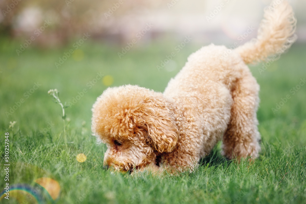 A cheerful and playful little poodle on a green sunny summer lawn. A cheerful and playful little poodle on a green sunny summer lawn.